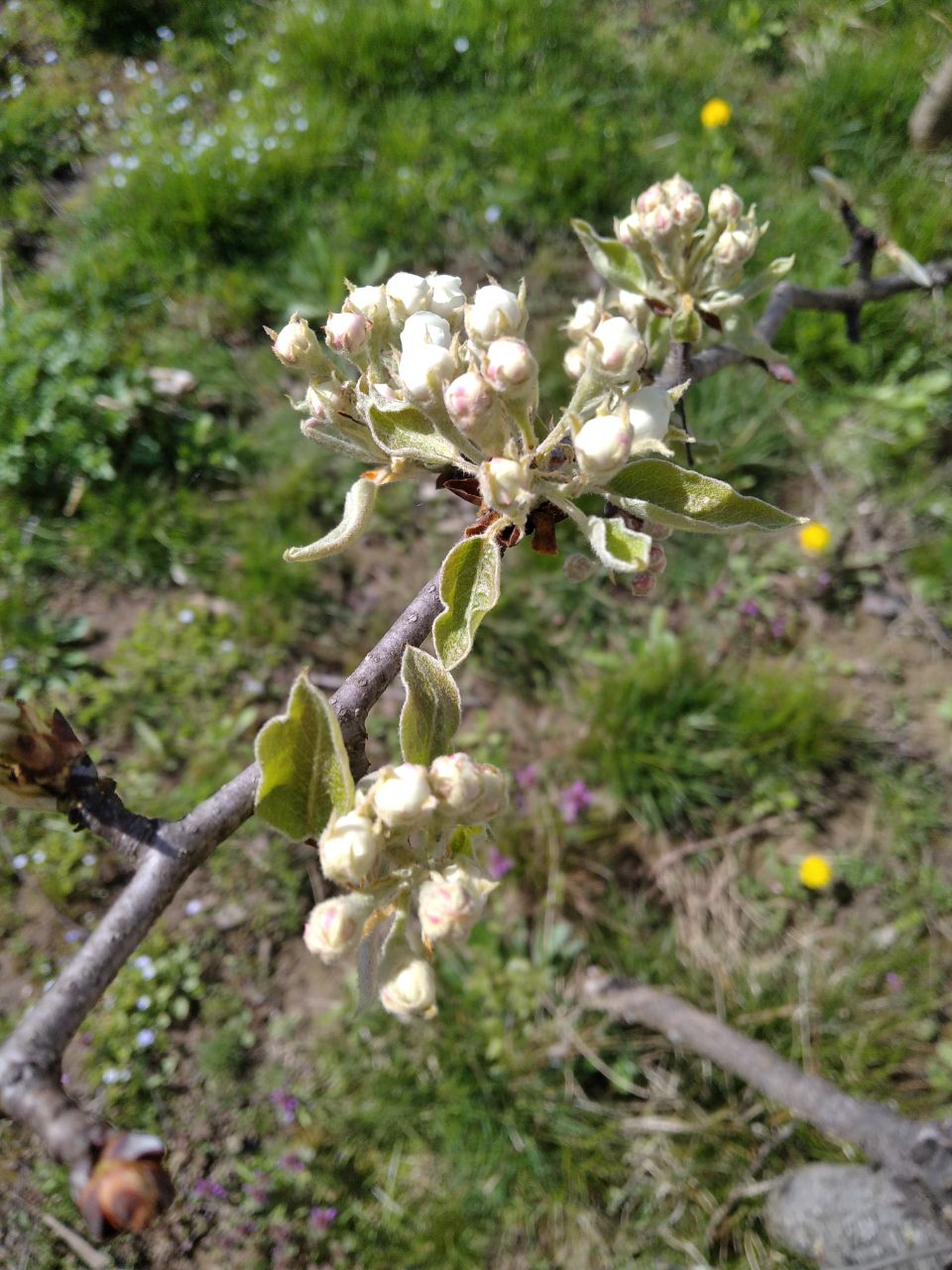 pear tree flowers